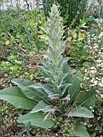 Molene Bouillon-Blanc (Verbascum thapsus) (Lyon Vaise, 2020-06) (1)